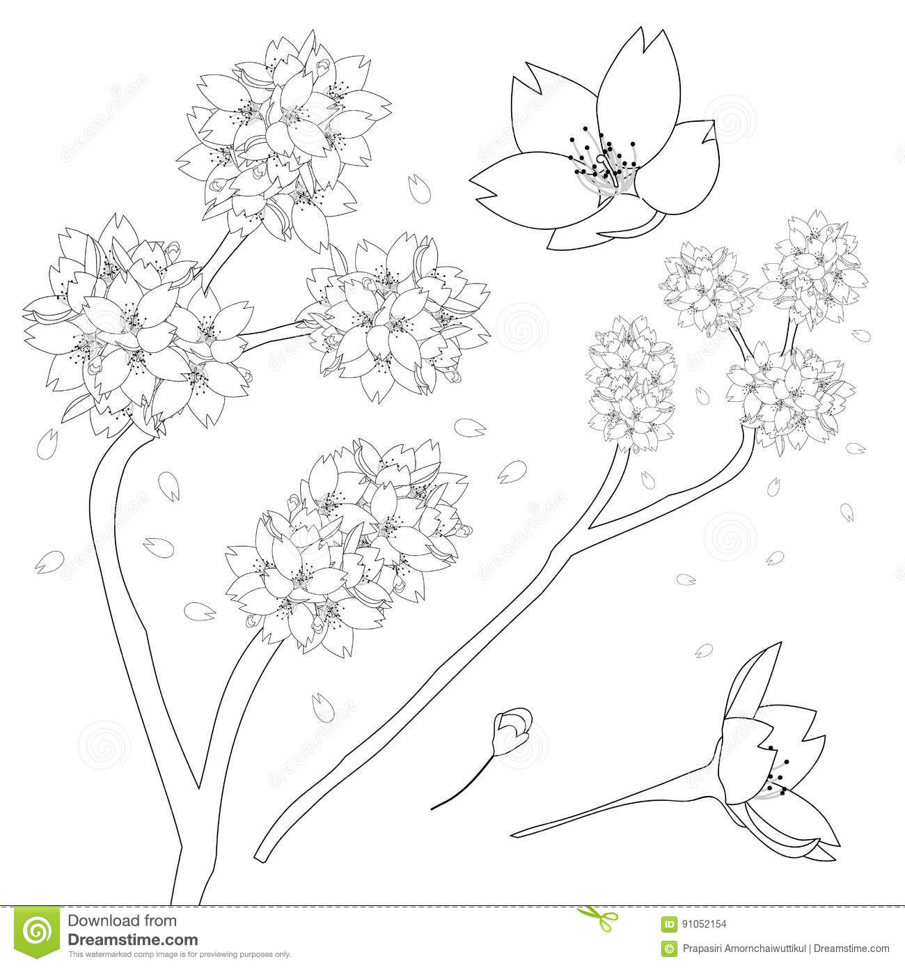 1300x1390 Drawn Sakura Blossom National