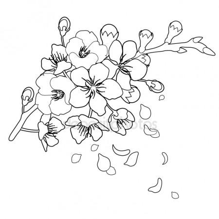 450x450 Graphic Sakura Flowers Stock Vector Homunkulus28