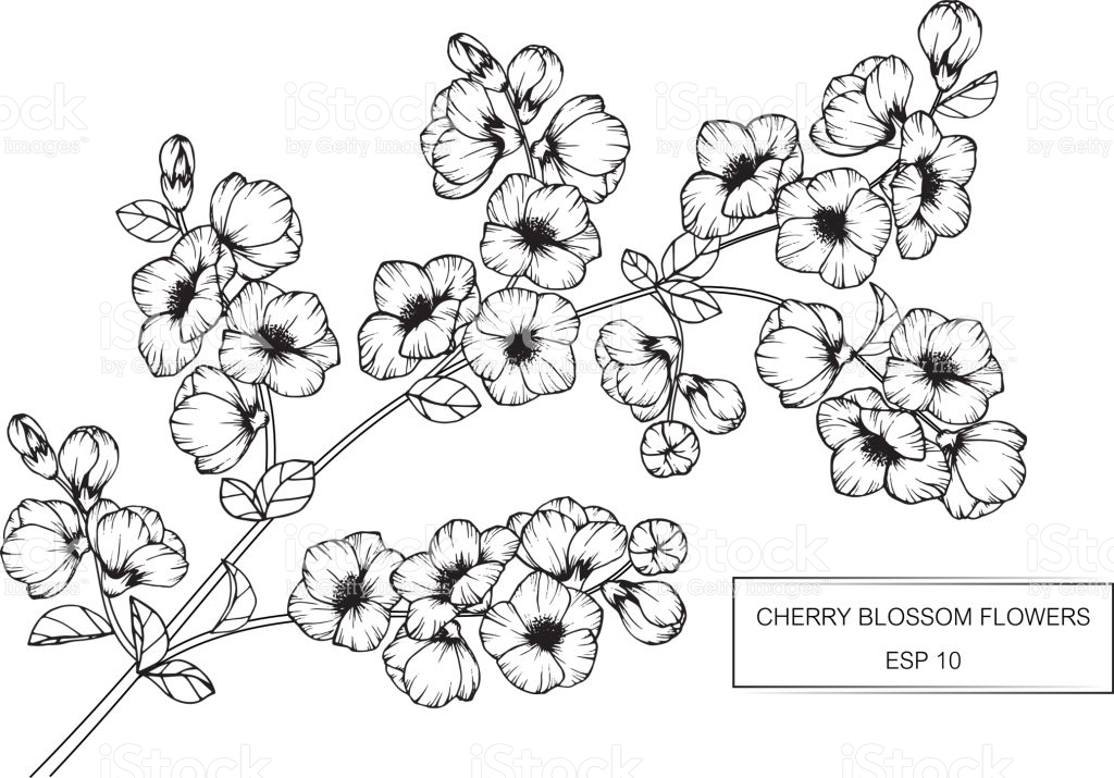1024x715 Photos Cherry Blossom Line Drawing,