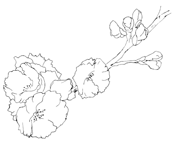 700x576 Sakura Blossoms