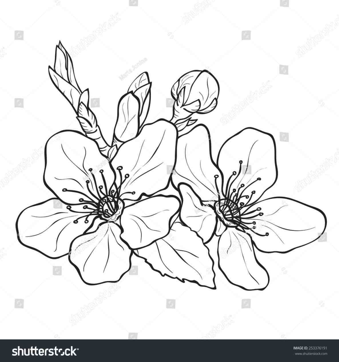 1185x1264 Cherry Blossom Drawing