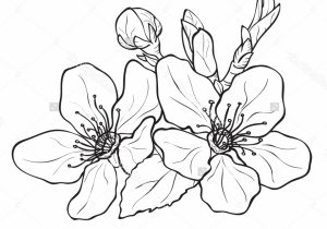 300x210 Cherry Blossom Flower Drawing Sakura Flower Drawing Collection