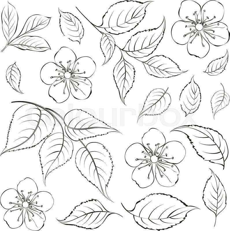 796x800 Collection Of Sakura Flowers, Set. Cherry Blossom Bundle. Black