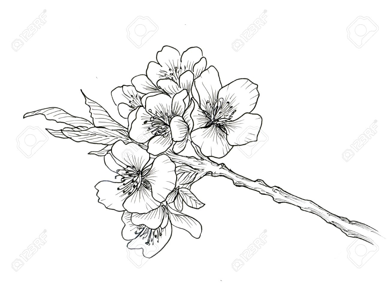 Sakura Flowers Drawing at GetDrawings | Free download