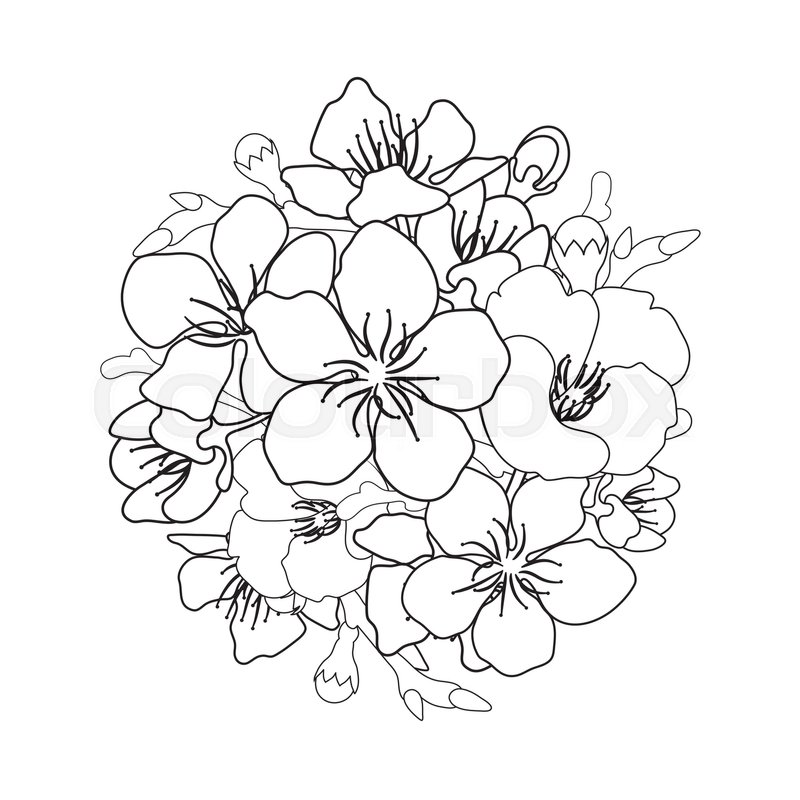 800x800 Graphic Sakura Flowers In The Shape Of Circle. Traditional Symbol