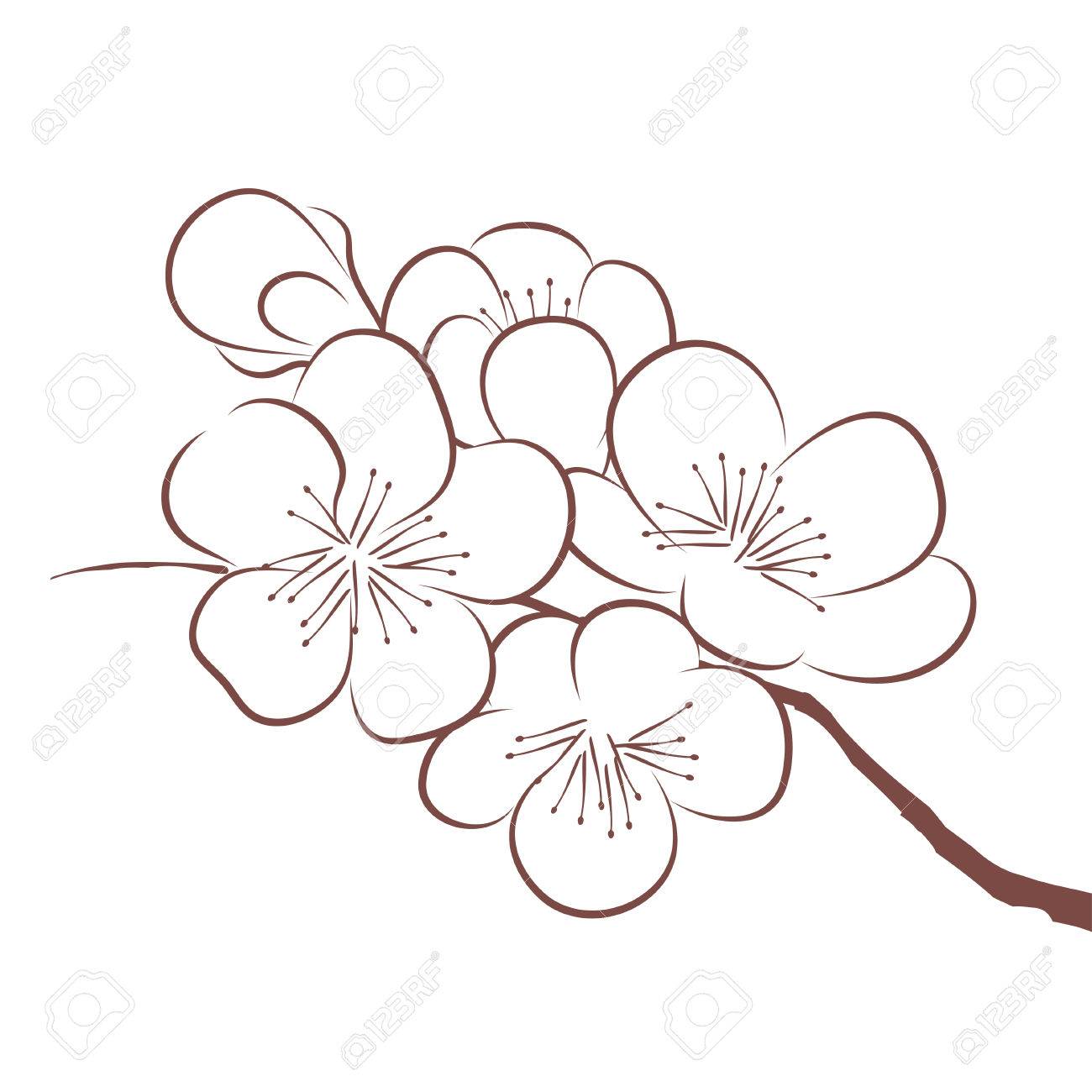 1300x1300 Spring Cherry Blossom Royalty Free Cliparts, Vectors, And Stock