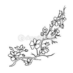 236x236 Cherry Blossom Drawing Images