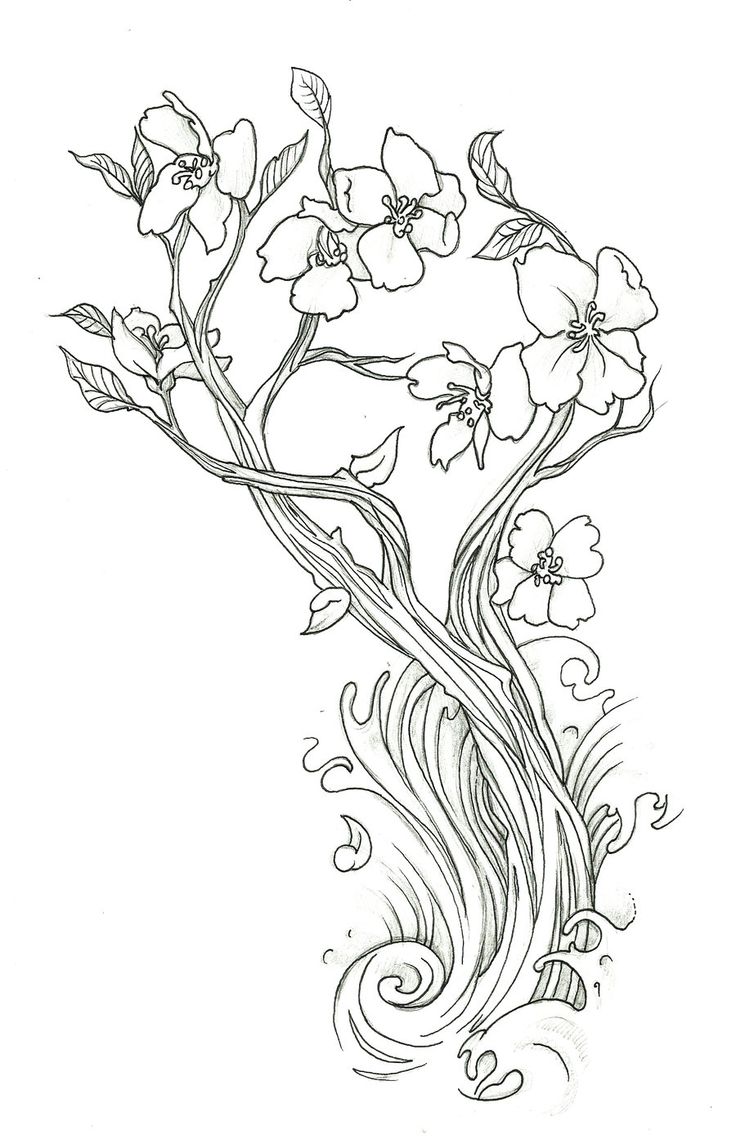 736x1139 Cherry Blossom Coloring Pages