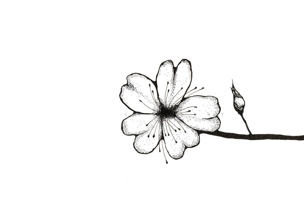 1000x701 Drawn Cherry Blossom Ink