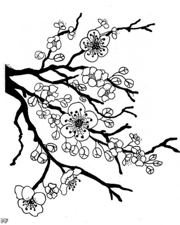 584x730 Japanese Cherry Blossom Flower Coloring Page Fun Coloring Pages