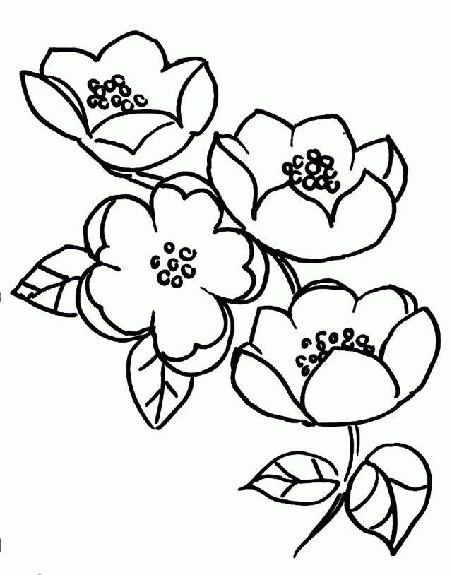 640x814 Perfect Cherry Blossom Tree Coloring Page 12