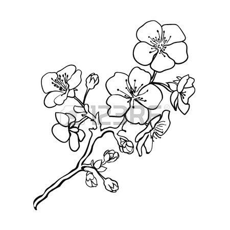 Sakura Tree Drawing at GetDrawings | Free download