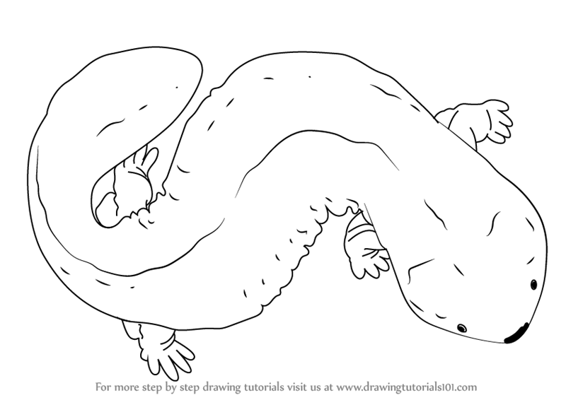 800x566 Learn How To Draw Japanese Giant Salamander (Amphibians) Step By