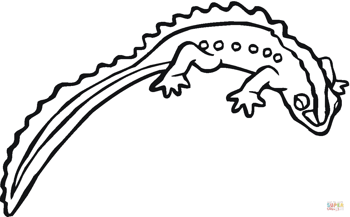 1200x745 Salamander 17 Coloring Page Free Printable Coloring Pages