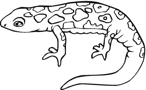 480x298 Salamander 8 Coloring Page Free Printable Coloring Pages