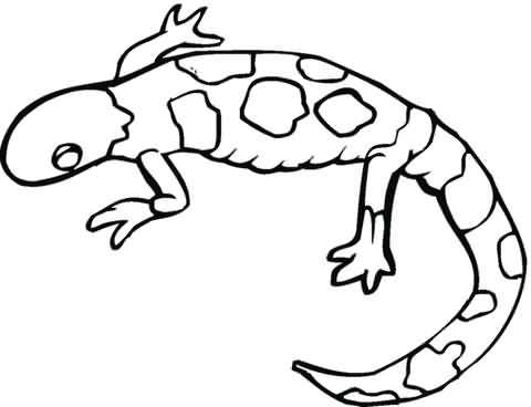 Salamander Drawing at GetDrawings | Free download