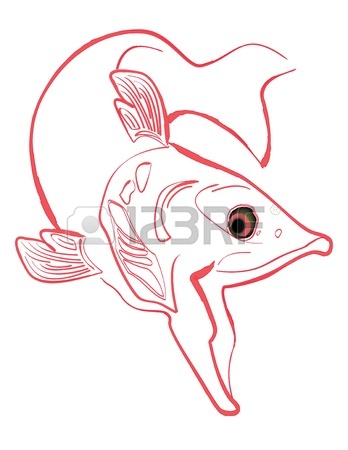 348x450 Salmon Line Drawing Illustration, Isolated On Black Background
