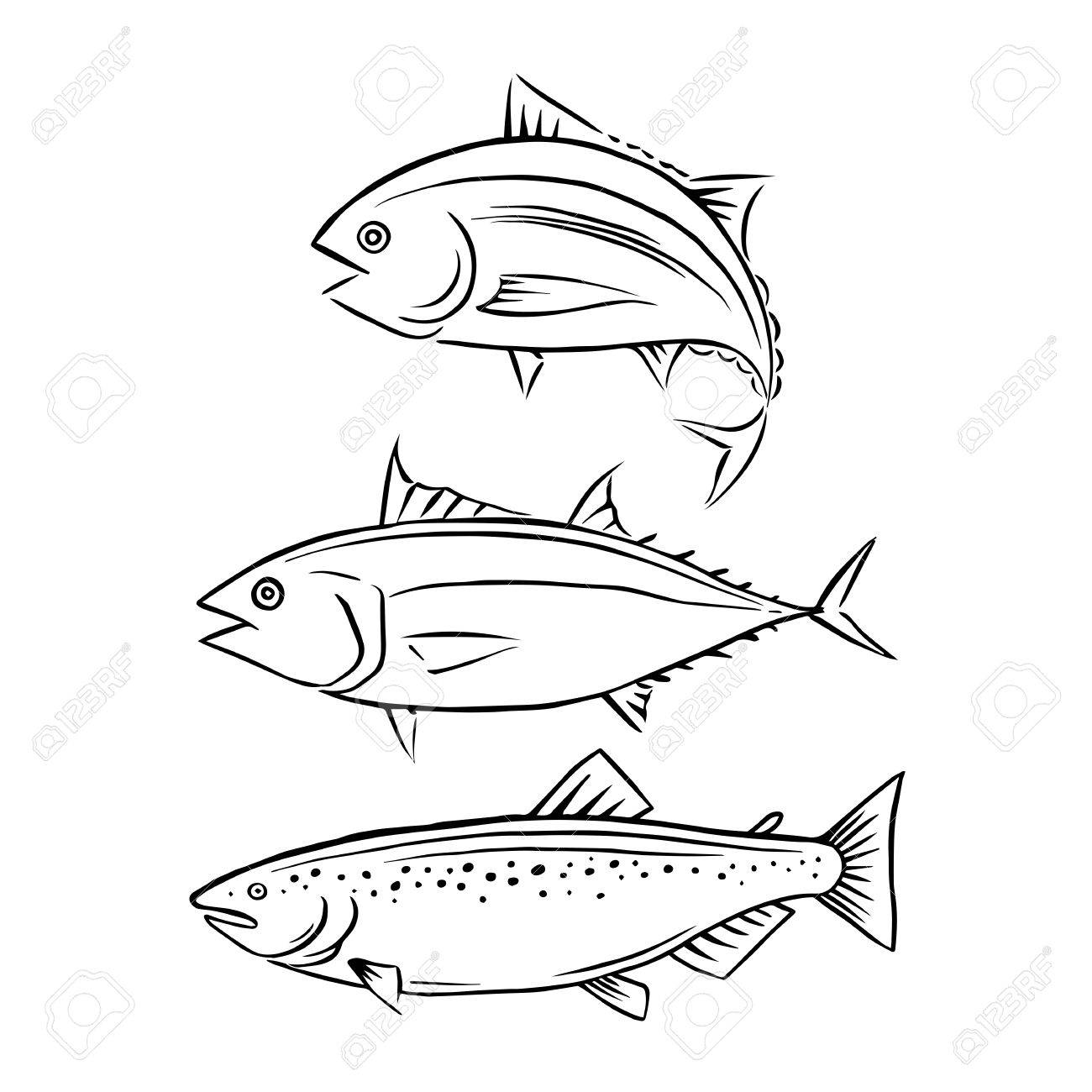 1300x1300 Drawing Tuna And Salmon Fish, Vector Royalty Free Cliparts