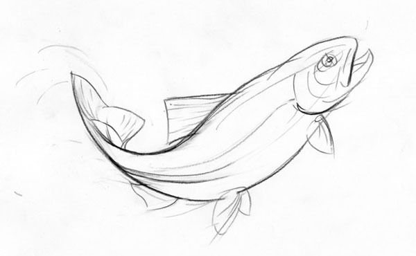 Salmon Drawing Image