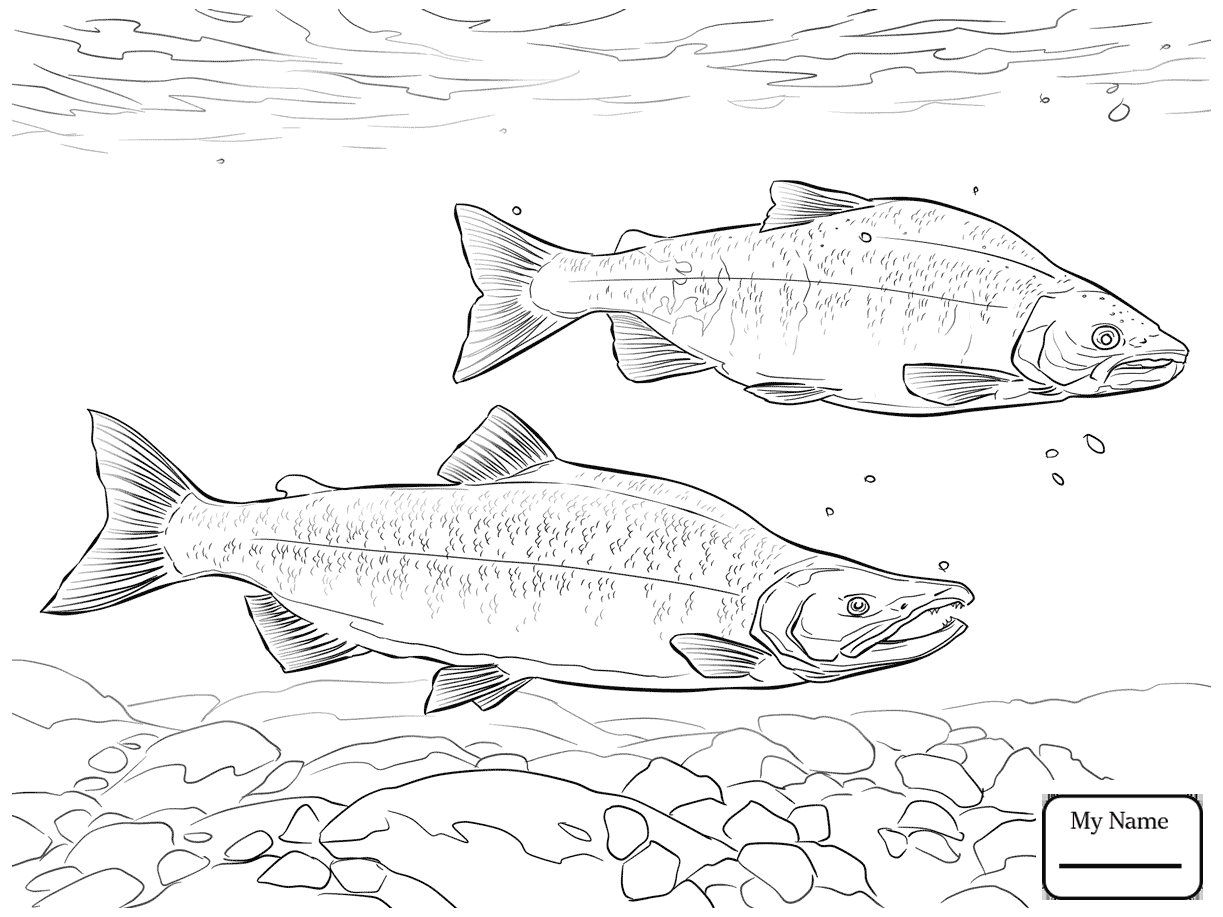 1223x917 Coloring Pages Kokanee Salmon Fish Salmon
