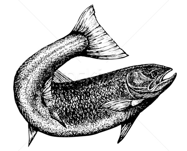 600x483 Highly Detailed Sketch Of A Salmon Vector Illustration Liviu
