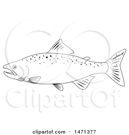 450x470 Clipart Of A Lineart Salmon Fish