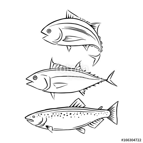 500x500 Drawing Tuna And Salmon Fish, Vector Stock Image And Royalty Free