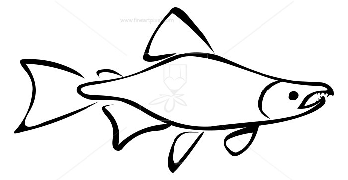 700x362 Salmon Fish Outline Free Vectors, Illustrations, Graphics