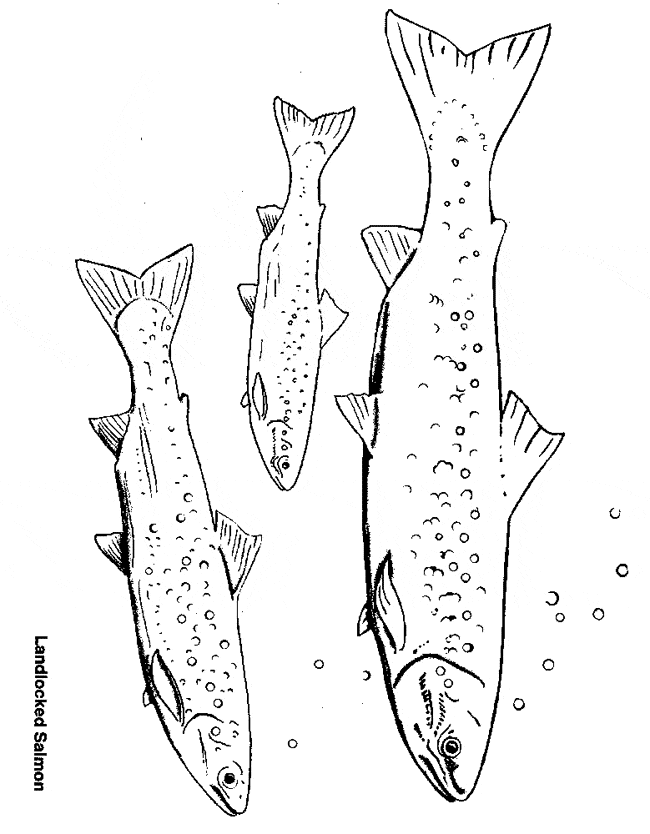 650x834 Salmon Coloring Page