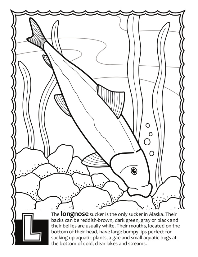 638x826 Alaska Fish Abc's Coloring Book