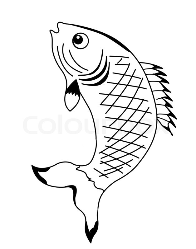 628x800 Silhouette Fish On White Background Stock Photo Colourbox