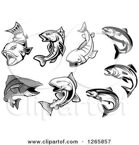 450x470 Clipart Of Salmon Fish