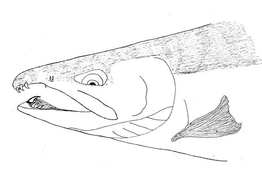 539x350 Jay Nicholas