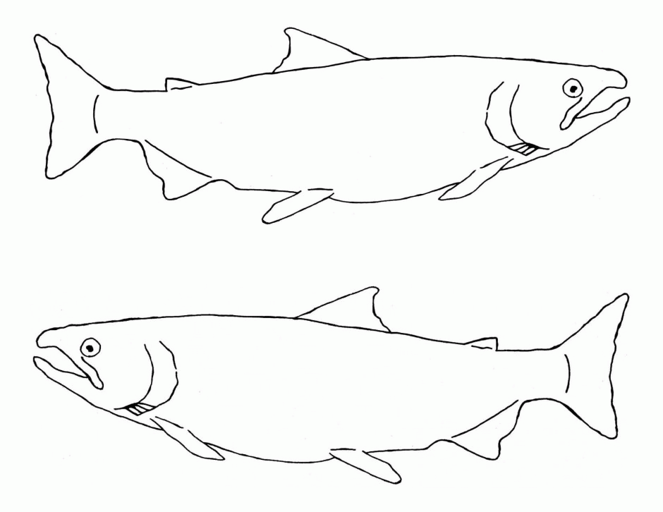 940x726 Salmon Coloring Pages