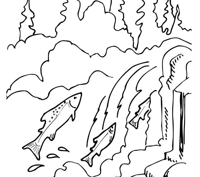 678x600 Salmon Coloring Pages Kids Coloring