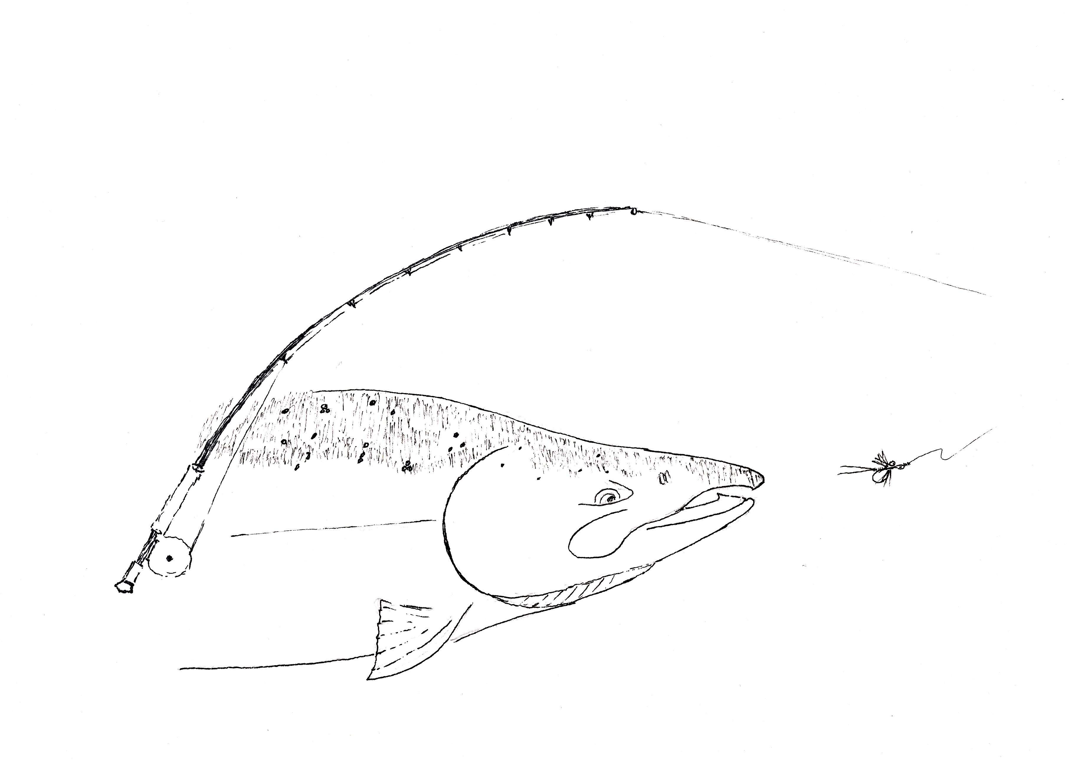 3627x2581 Salmon Questions From The Blogosphere Fishing With Jay