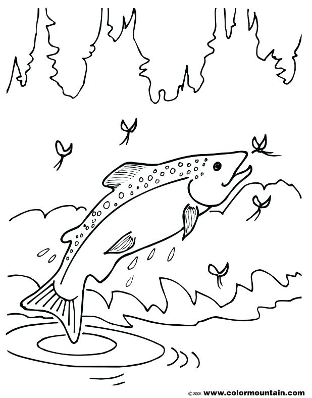 618x788 Salmon Coloring Pages