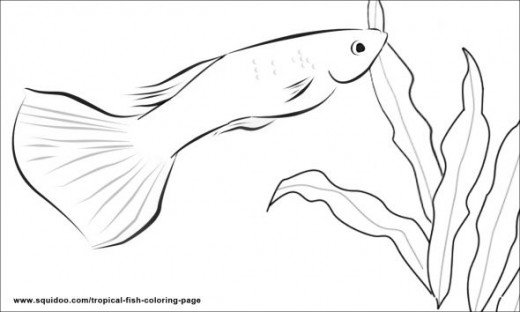 520x312 Tropical Fish Coloring Page Hubpages