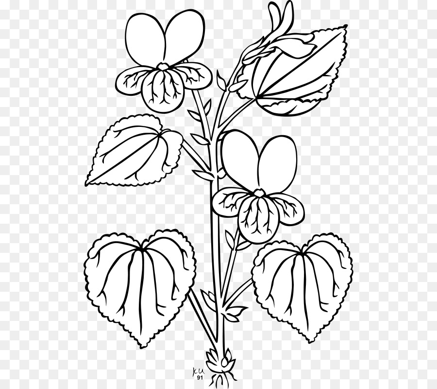 900x800 Viola Glabella Plant Clip Art
