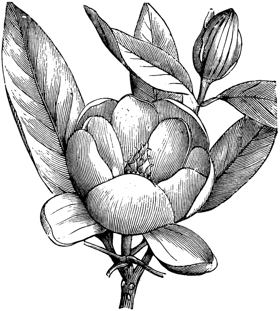 576x640 Flowering Branchlet Of Magnolia Glauca Clipart Etc