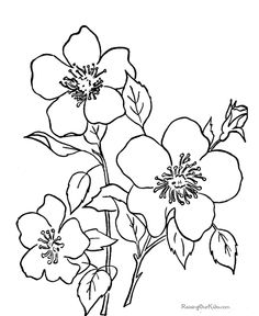 Sampaguita Flower Drawing at GetDrawings | Free download