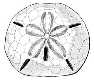 320x278 Keyhole Urchin Clipart Etc