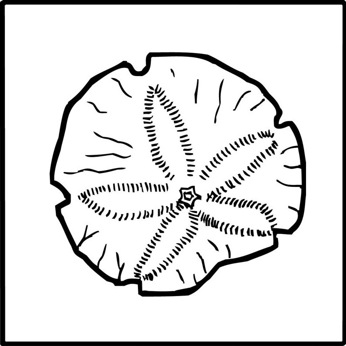 700x700 Ljd Marine Sandollar 4x4
