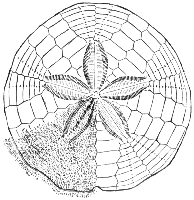 621x640 Sand Dollar Clipart Etc