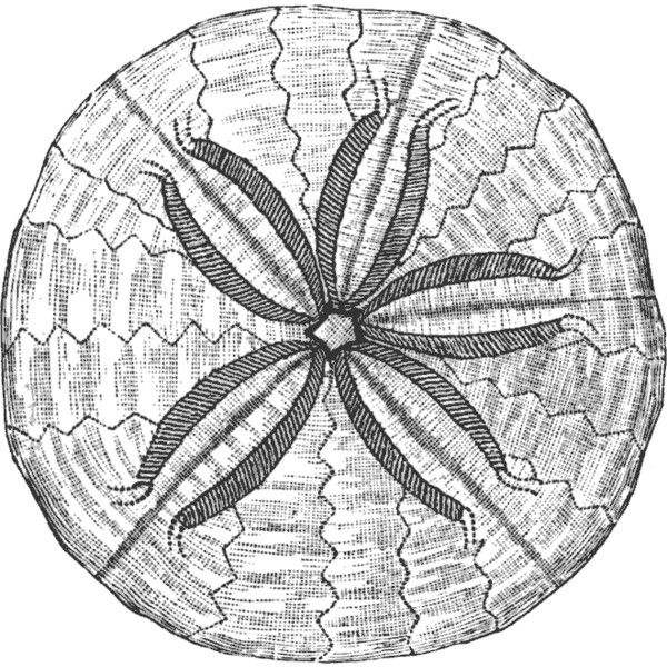 600x600 35 Best Craft Free Vintage Graphics Images On Digi