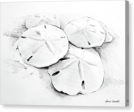 546x459 Sand Dollar Canvas Prints