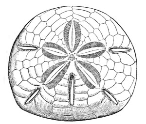 300x256 Sand Dollar Shell