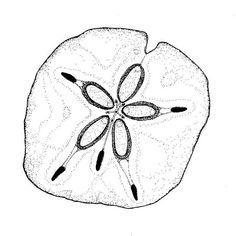 236x236 Sand Dollars