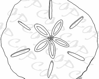 340x270 Sand Dollar Print Etsy