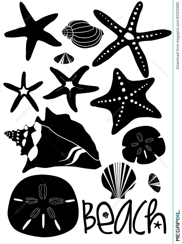 596x800 Seashells Sand Dollar Beach Set Illustration 30302995